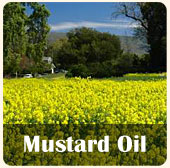 Mustard Oil Pakeeza
